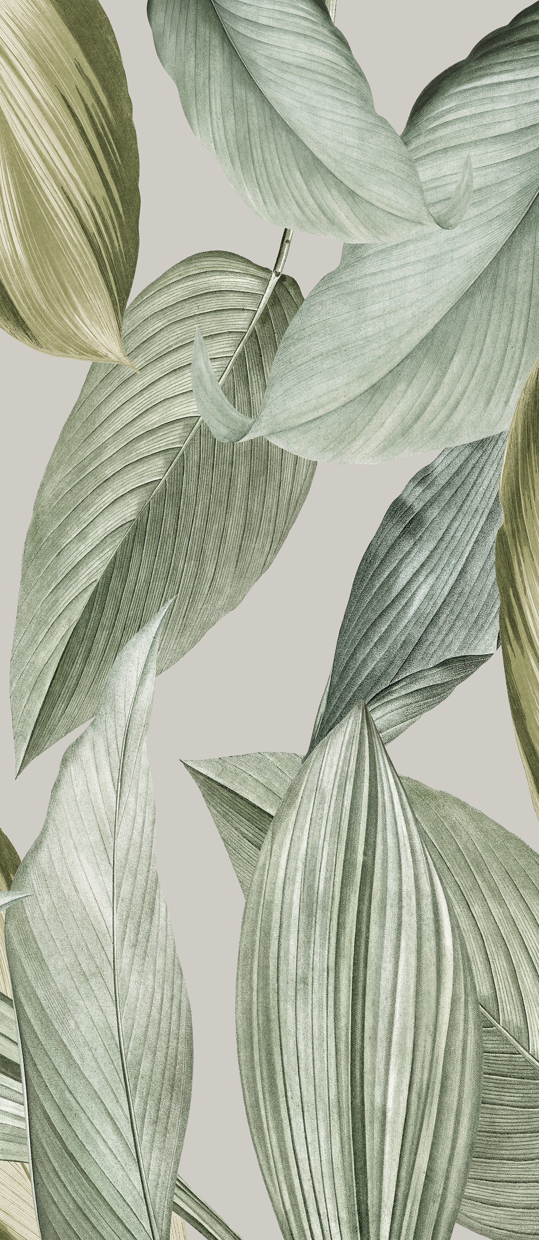 ART VINTAGE BOTANY  GBL-18.5