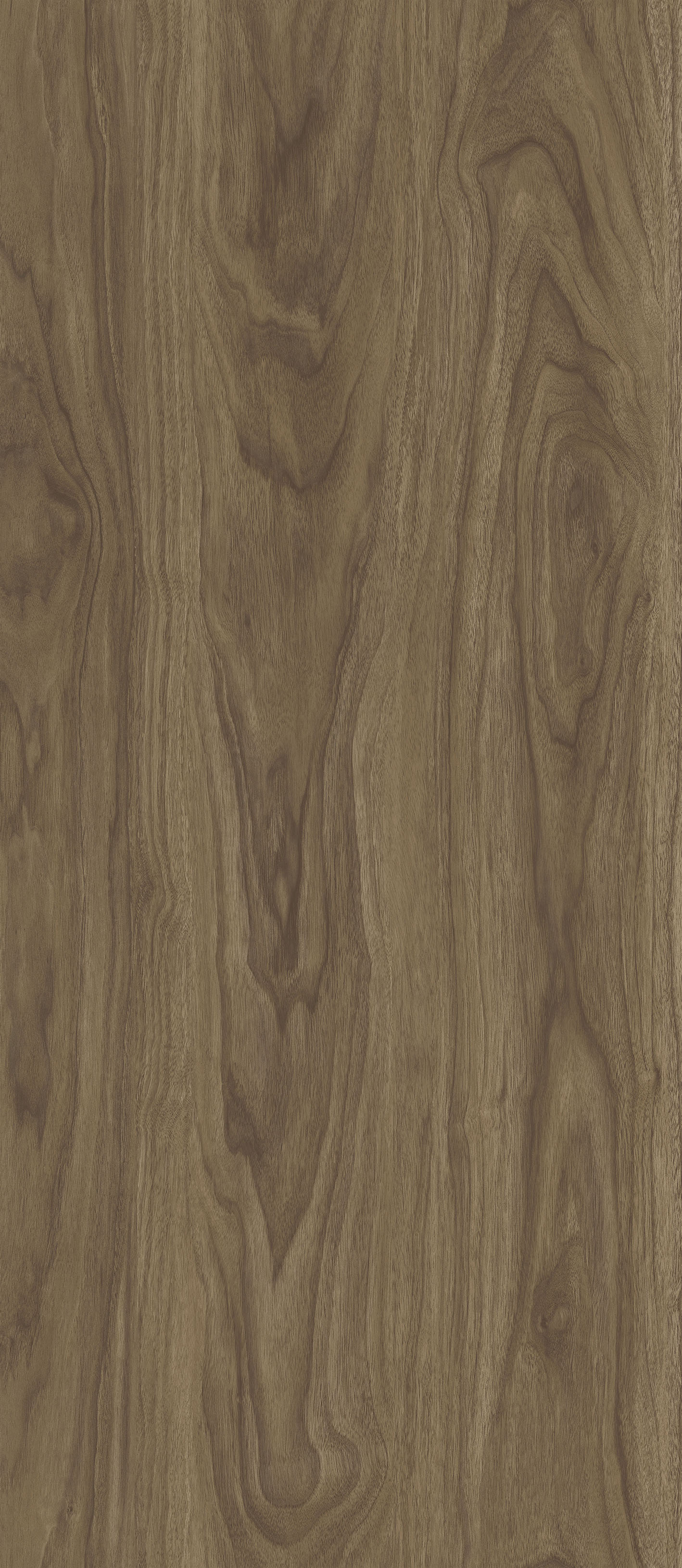 OAK  MACRO ARABICA MK-1.2