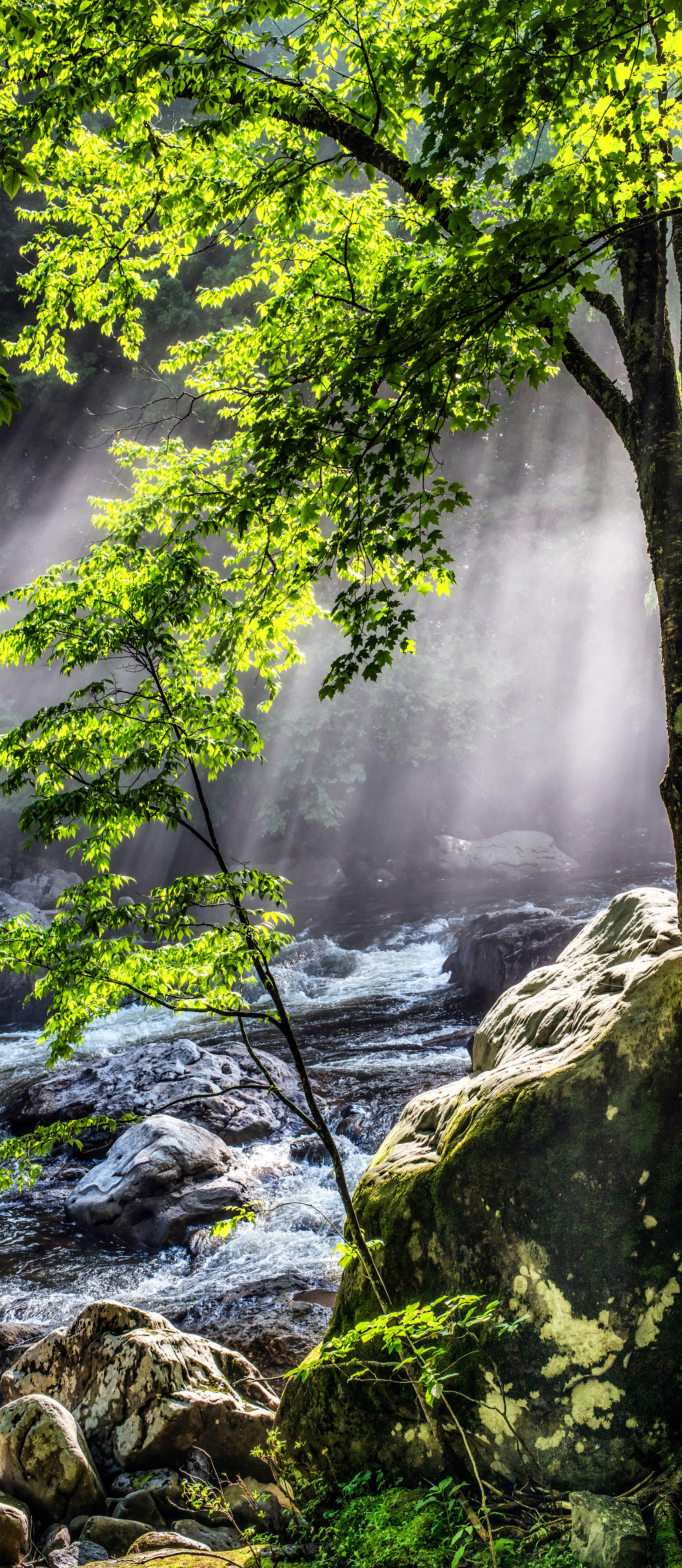 ART FOREST RIVER FRA-19.7