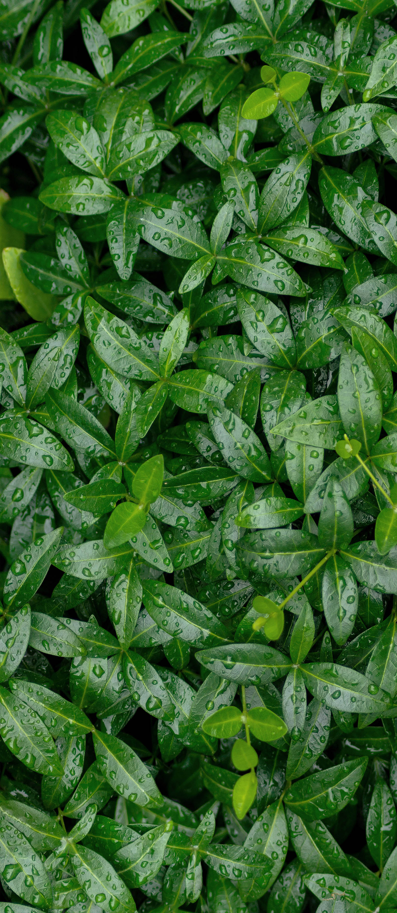 GREENHOUSE GREEN LEAVES  GL-5.20