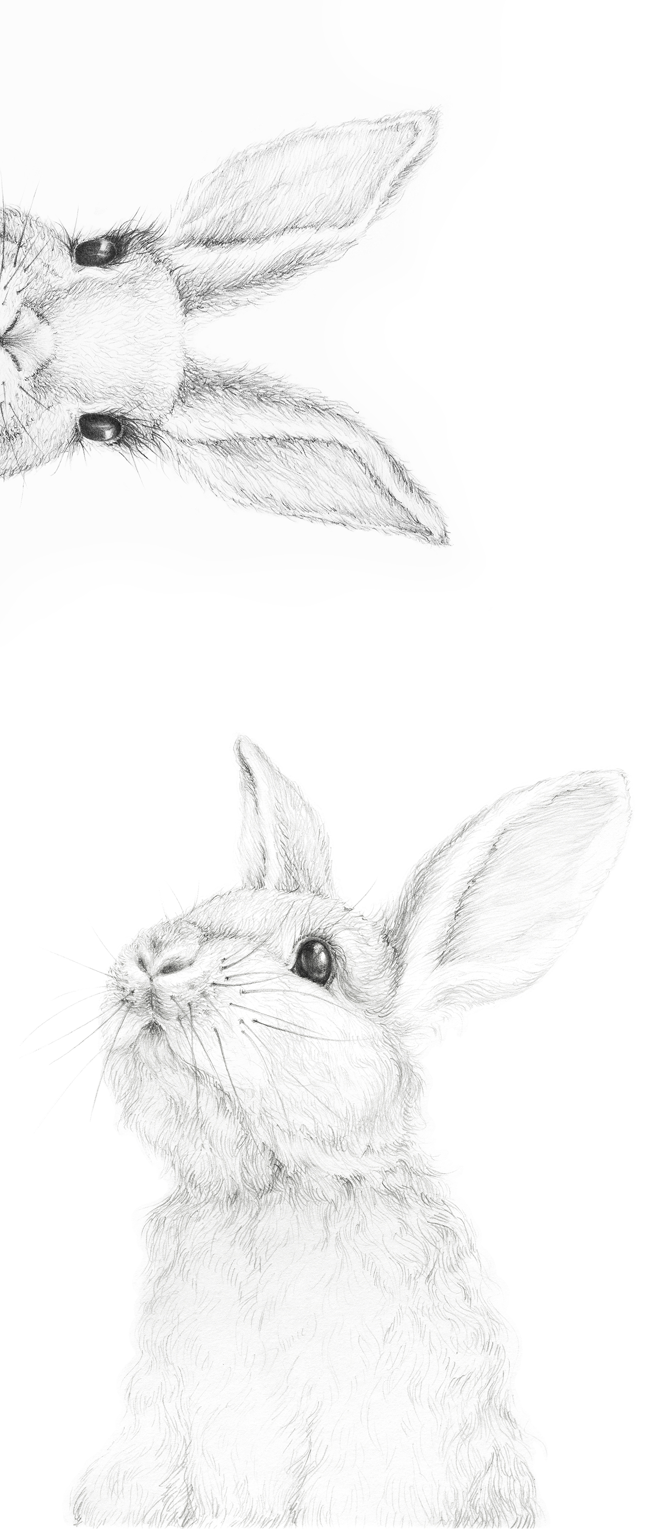 KIDS WHITE RABBITS KRW-11.1