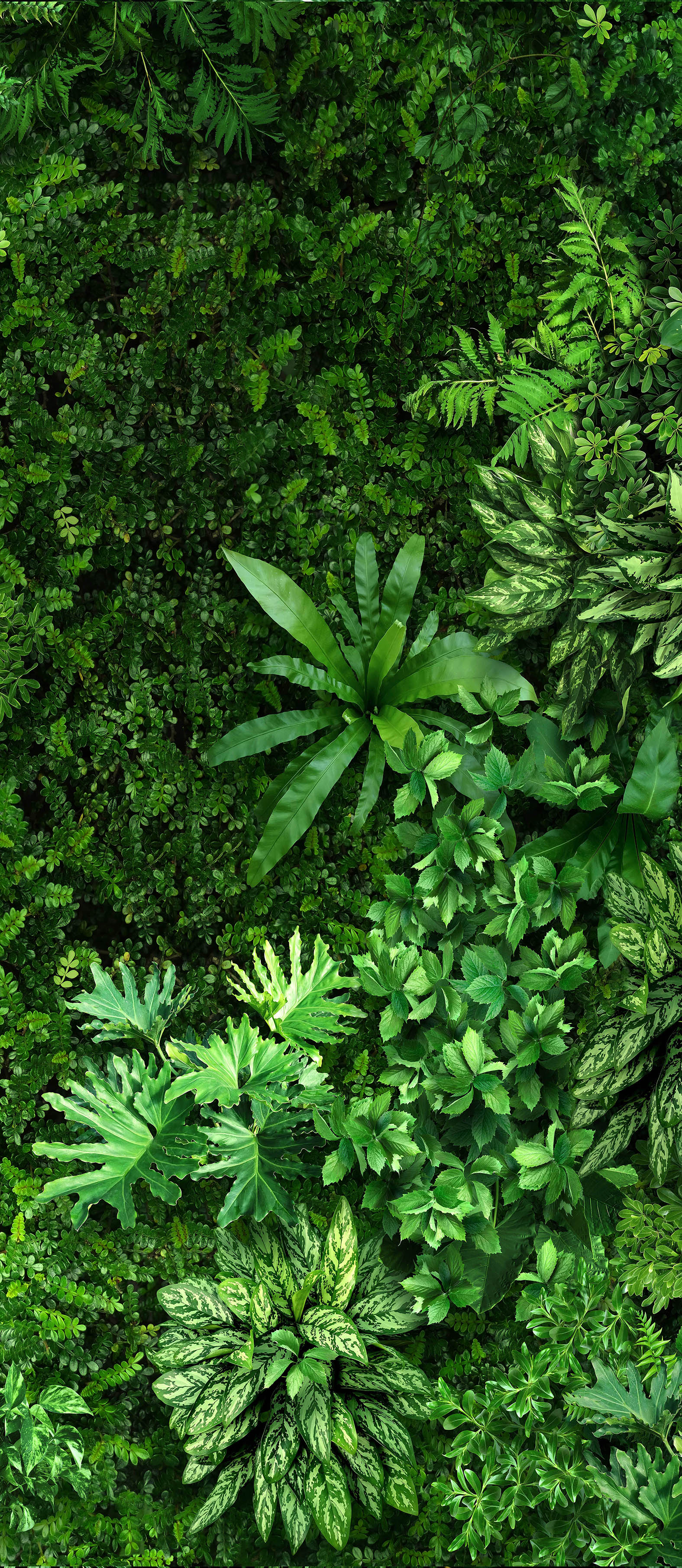 GREENHOUSE  PHYTO WALL FW-1.2