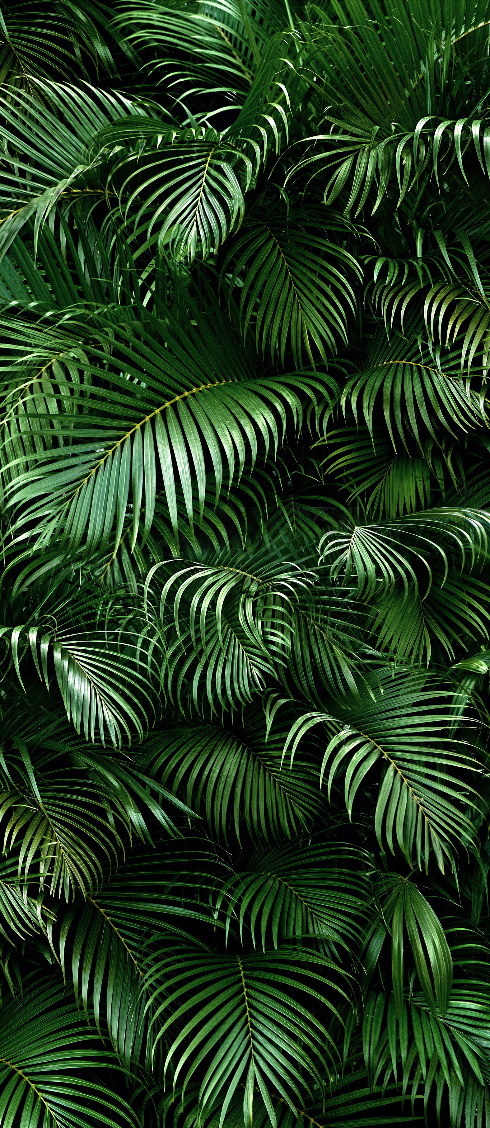 GREENHOUSE  EXOTIC GL-5.21