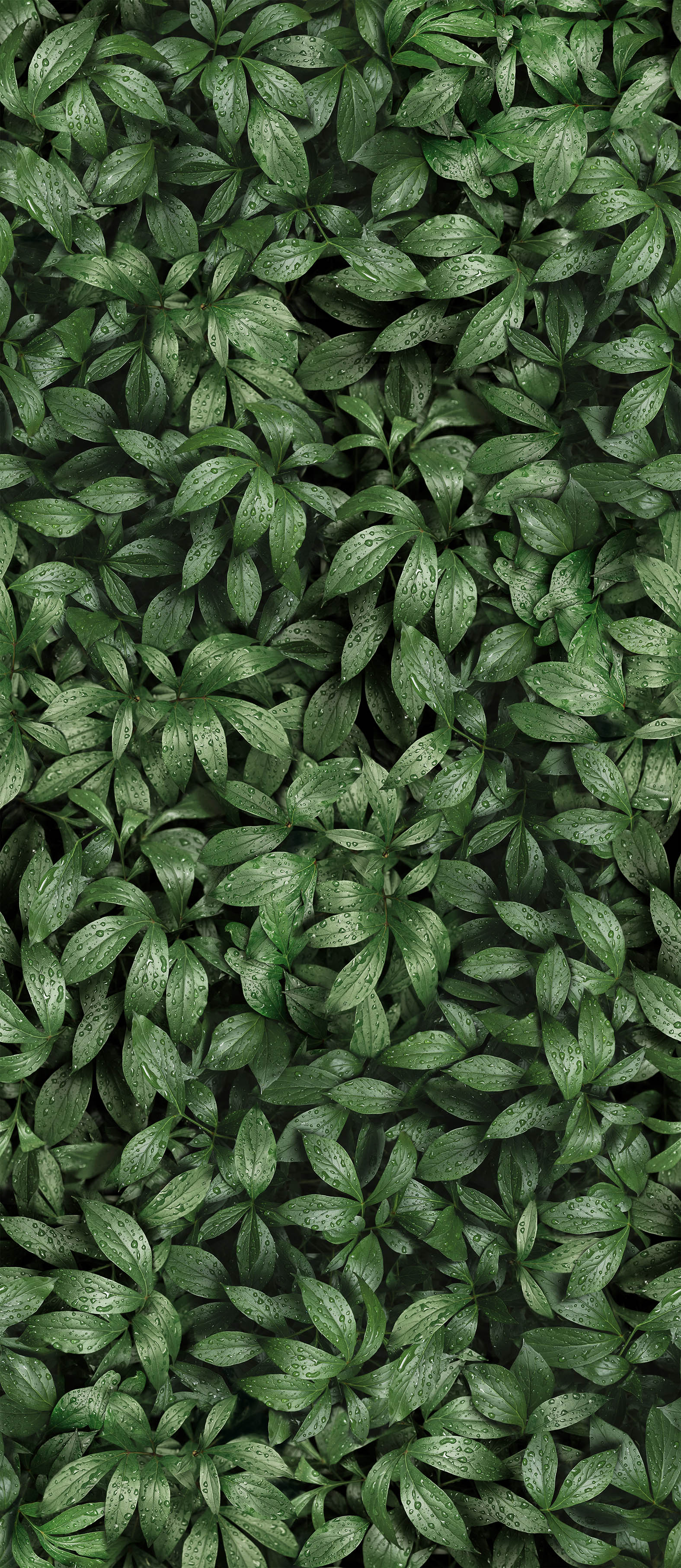 GREENHOUSE PEONY LEAVES  BBL-7.11